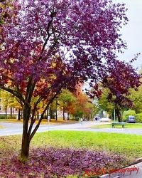 Fresh flower trees in park against sky