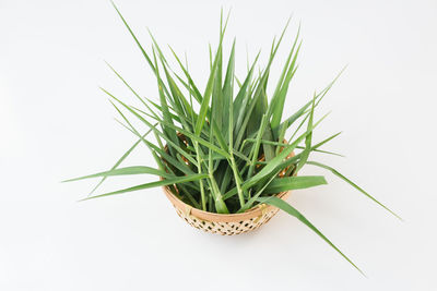 Close-up of plant against white background