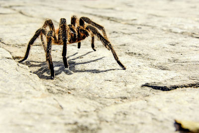 Close-up of spider on field