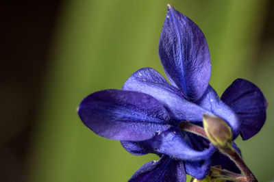 Close-up of purple iris flower