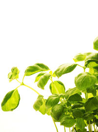 Low angle view of leaves against white background