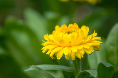 Close-up of yellow flowering plant