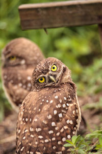 Burrowing owl perching on field