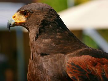 Close-up of a bird