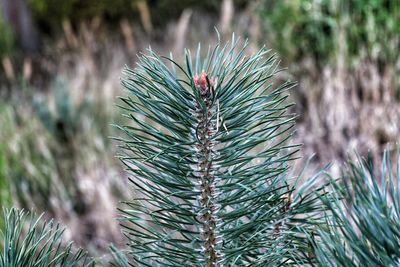 Close-up of pine tree