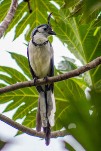 Low angle view of bird perching on branch