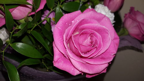 Close-up of wet pink rose blooming outdoors