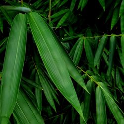 Bamboo leaves with shadow in the background