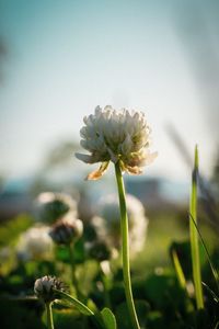 Close-up of plant growing on plant