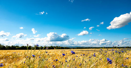 Scenic view of blue field against sky