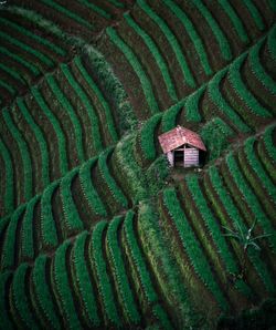 High angle view of agricultural field