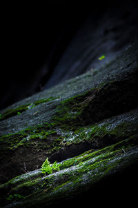 Close-up of moss on rock at night