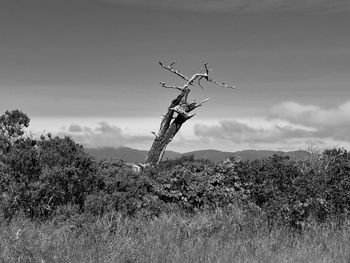 Low angle view of plant on field against sky