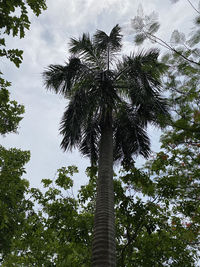 Low angle view of coconut palm tree against sky