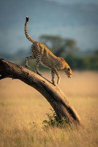 Cheetah walks down bent tree in grassland