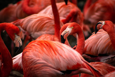 Flamingo herd close together