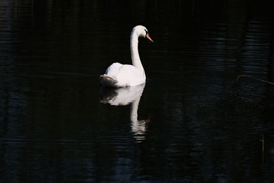 Swan swimming in lake