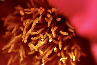 Full frame shot of orange stamen 