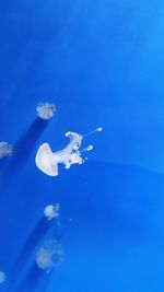 Jellyfish swimming in sea