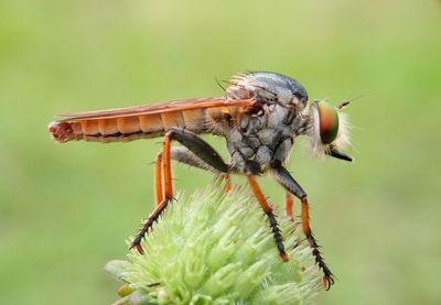 Close-up of robber fly on flower