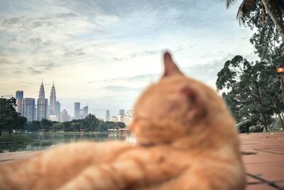 Cat looking at city buildings against sky