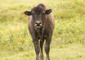 Portrait of a horse in a field