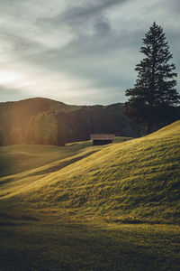 Scenic view of agricultural field against sky during sunset