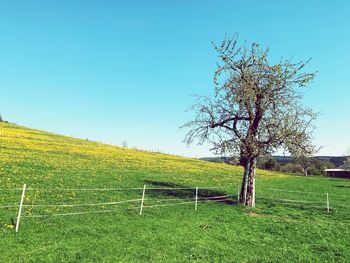 Tree on field against clear sky