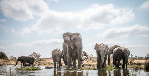 Elephants drinking water from lake