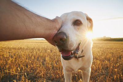 Close-up of hand touching dog on field