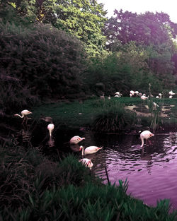 Ducks in a lake