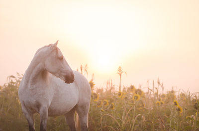 Horse standing in sunflower field against sky