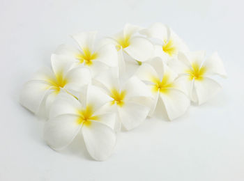 Close-up of white flowers