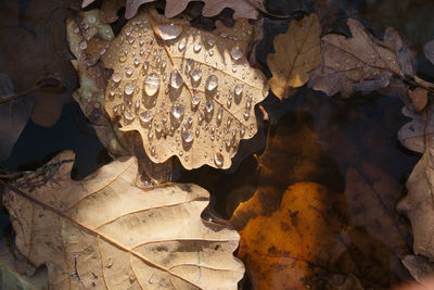 Close-up of autumn leaf in water