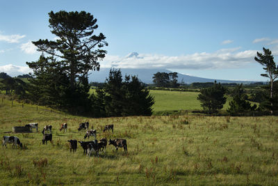 Horses in a field