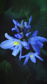 Close-up of purple flowers