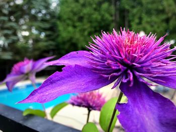 Close-up of purple flower blooming outdoors