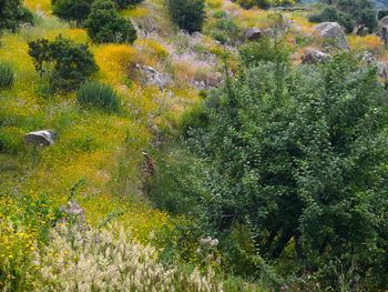 High angle view of flowering plants on field