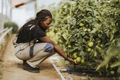 Female farmer checking tomatoes while crouching near crops at organic farm