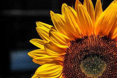 Close-up of sunflower