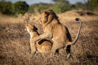 Lions mate in burnt grass at dusk