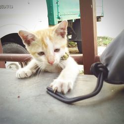 Portrait of cat