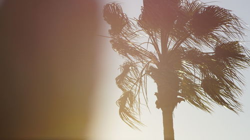 Low angle view of silhouette palm tree against clear sky