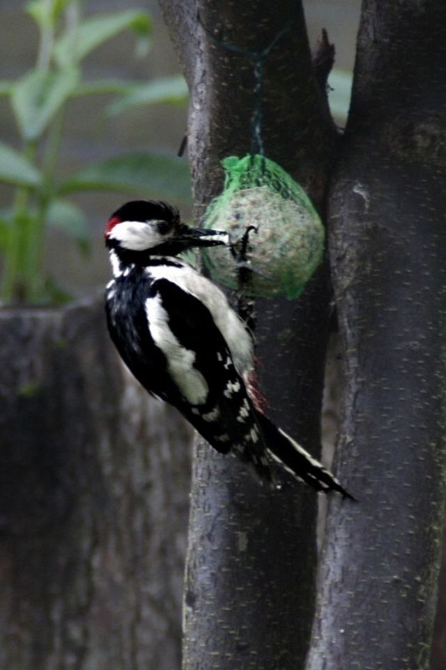 animal themes, animals in the wild, wildlife, one animal, bird, perching, focus on foreground, close-up, full length, branch, nature, zoology, outdoors, day, tree, selective focus, tree trunk, no people, beak, side view