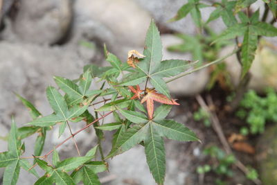 Close-up of leaves