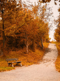 Trees in forest during autumn