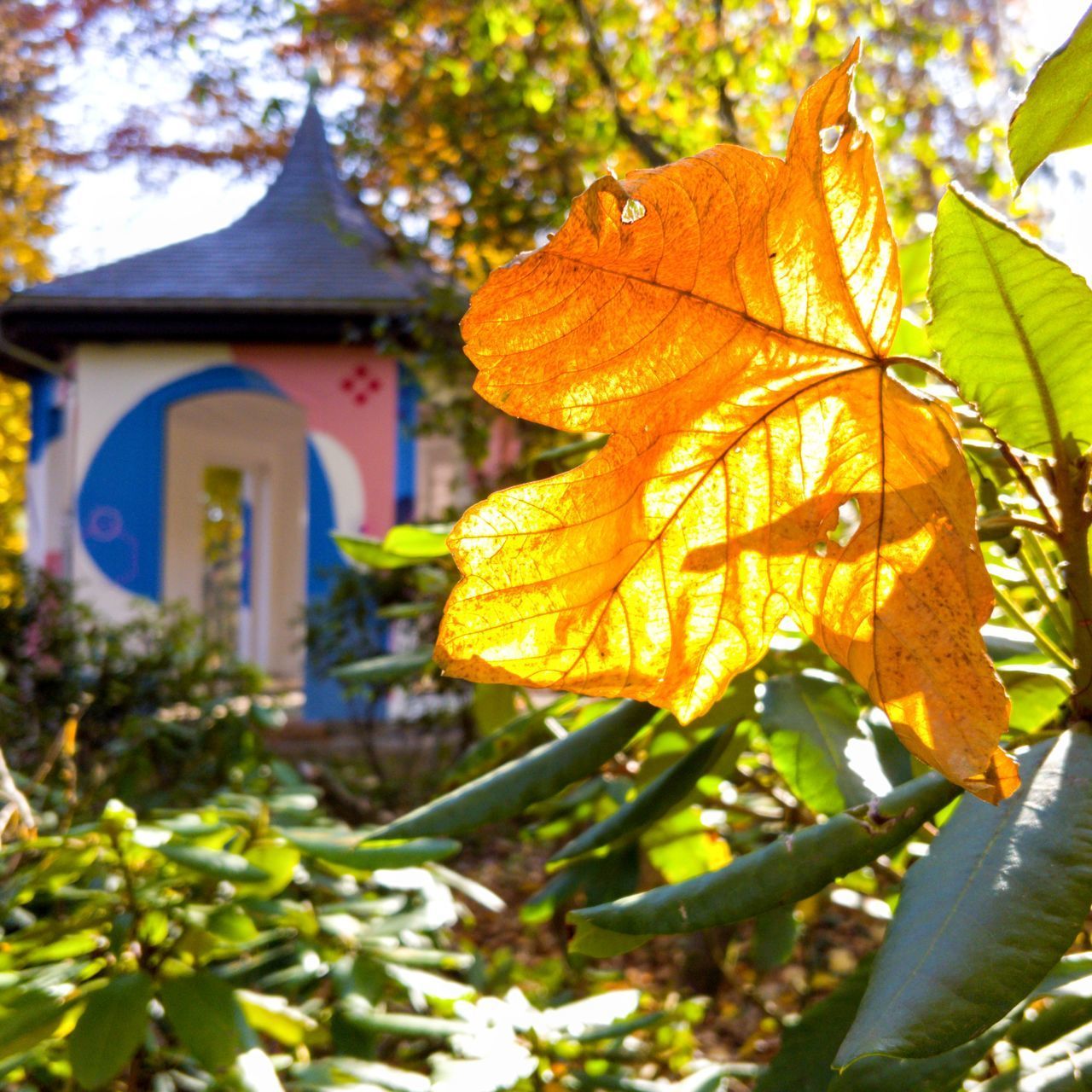 CLOSE-UP OF YELLOW MAPLE LEAVES ON TREE BRANCH AGAINST BUILDING