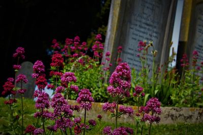 Close-up of pink flowering plants