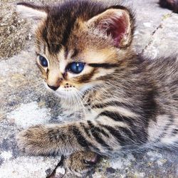 Close-up portrait of cat