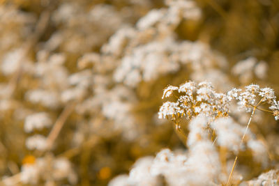 Close-up of white flowering plant on snow field